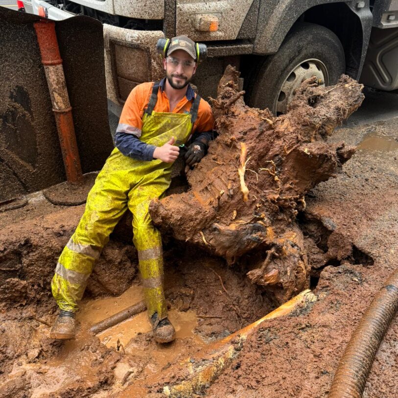 Tree Root Pruning & Stump Removal